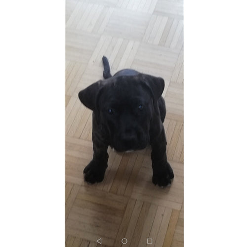 Mr.Pet spletna trgovina