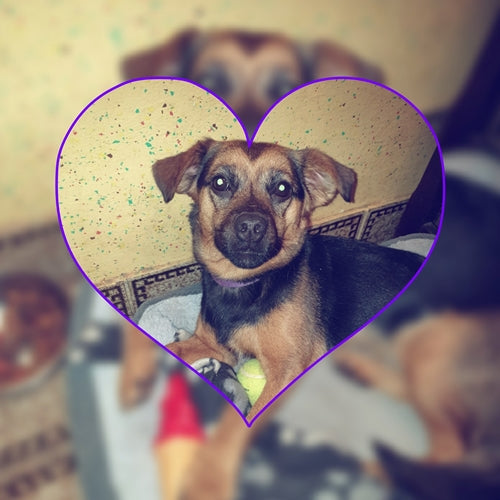 Mr.Pet spletna trgovina