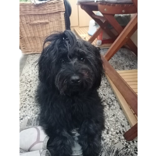 Mr.Pet spletna trgovina