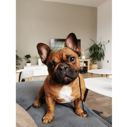 Mr.Pet spletna trgovina