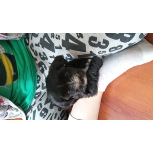 Mr.Pet spletna trgovina