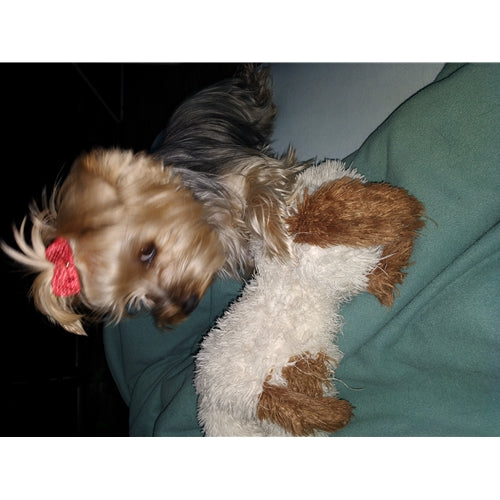 Mr.Pet spletna trgovina