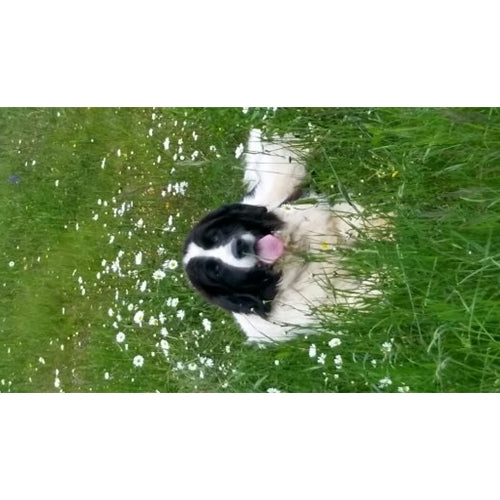 Mr.Pet spletna trgovina