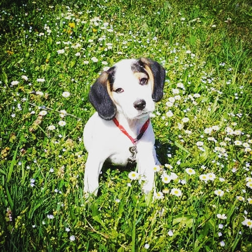 Mr.Pet spletna trgovina