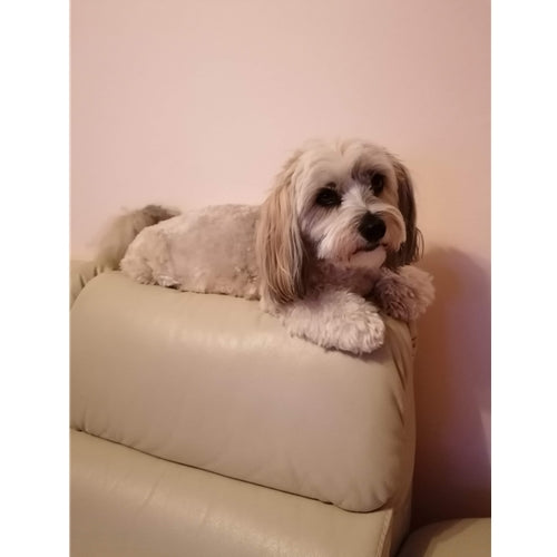 Mr.Pet spletna trgovina