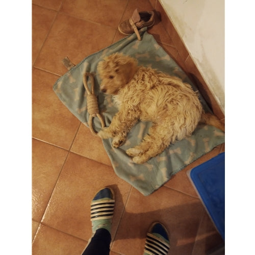 Spletna trgovina Mr.Pet