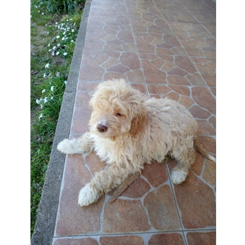 Spletna trgovina Mr.Pet