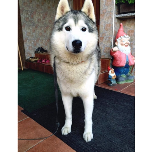 Mr.Pet spletna trgovina