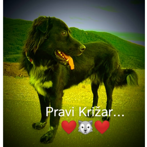 Mr.Pet spletna trgovina