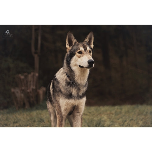 Mr.Pet spletna trgovina