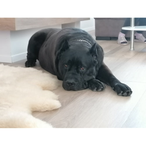 Mr.Pet spletna trgovina