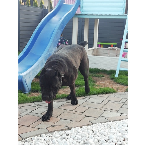 Mr.Pet spletna trgovina