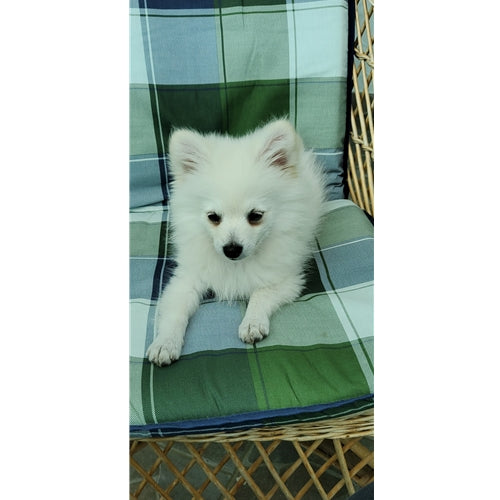 Mr.Pet spletna trgovina