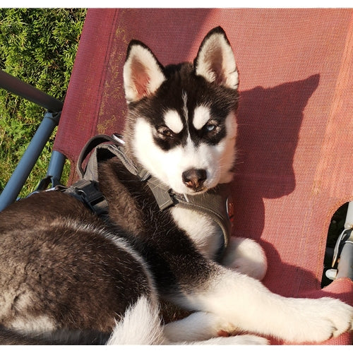 Mr.Pet spletna trgovina