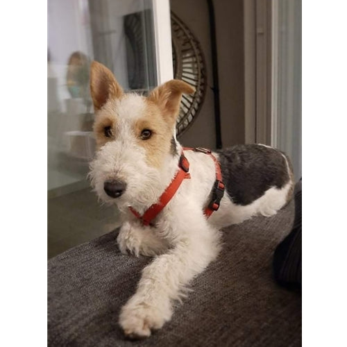 Mr.Pet spletna trgovina