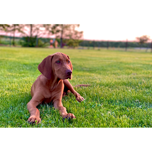 Mr.Pet spletna trgovina