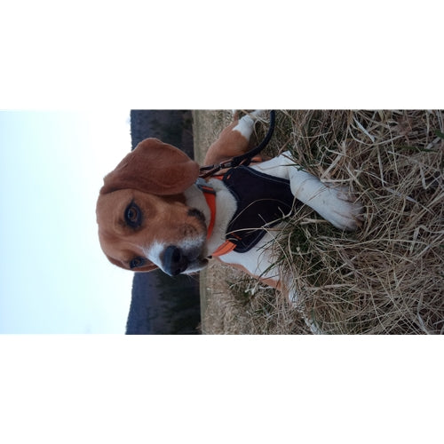 Mr.Pet spletna trgovina