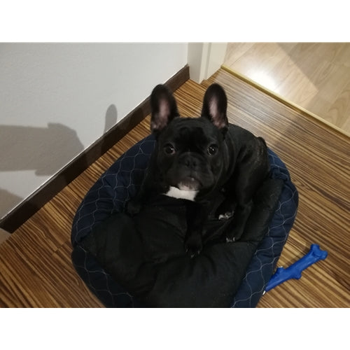 Mr.Pet spletna trgovina
