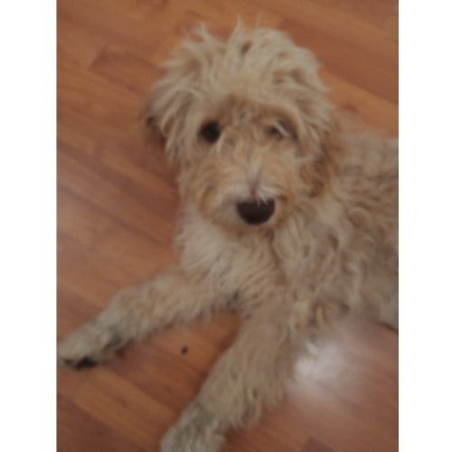 Spletna trgovina Mr.Pet