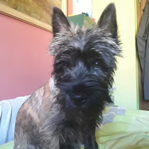 Mr.Pet spletna trgovina