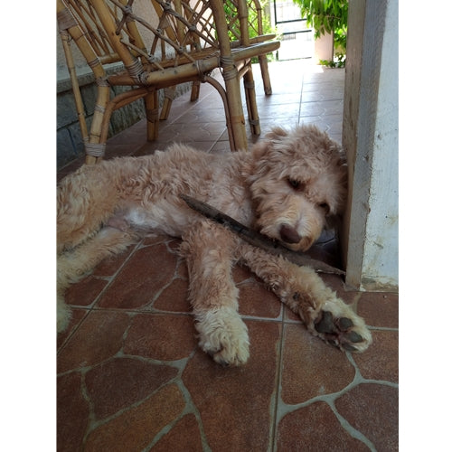 Spletna trgovina Mr.Pet