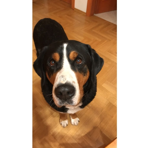 Mr.Pet spletna trgovina