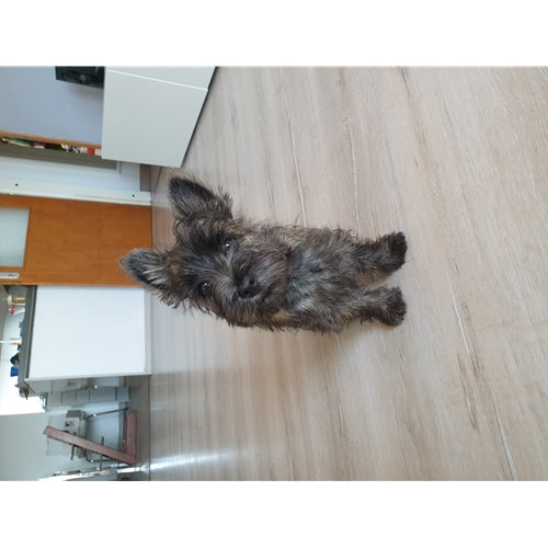 Mr.Pet spletna trgovina