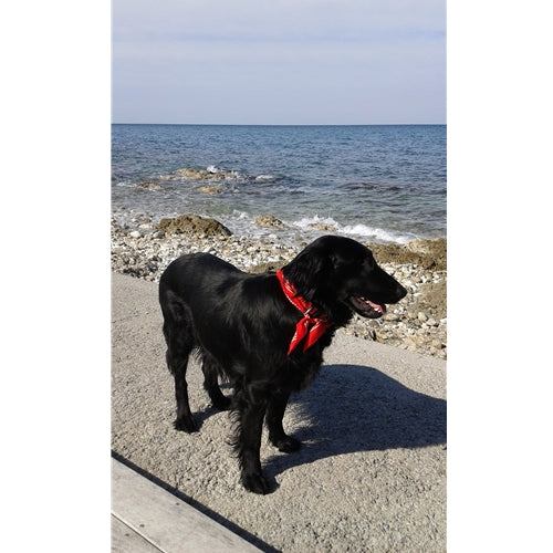 Spletna trgovina Mr.Pet