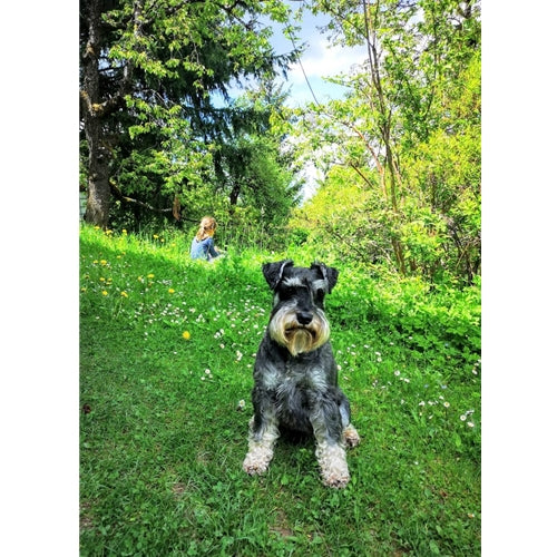 Mr.Pet spletna trgovina