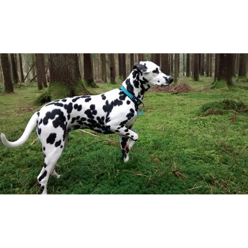 Mr.Pet spletna trgovina