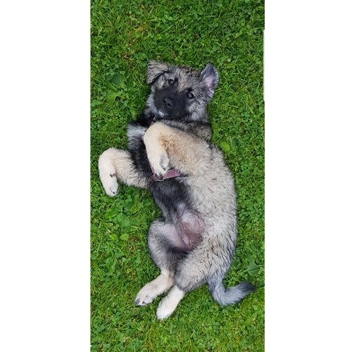 Mr.Pet spletna trgovina