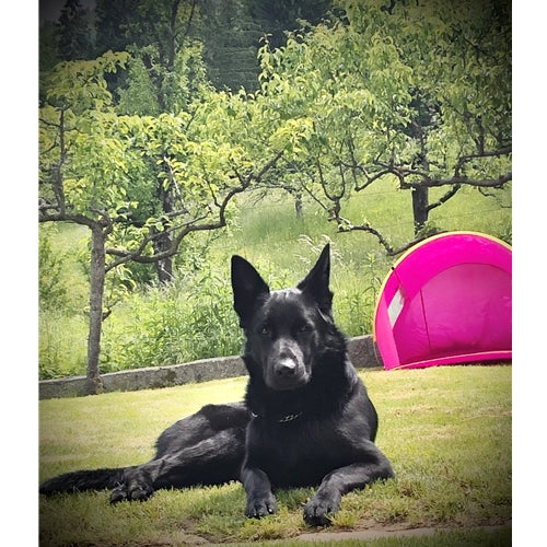 Mr.Pet spletna trgovina