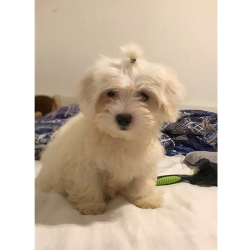Mr.Pet spletna trgovina