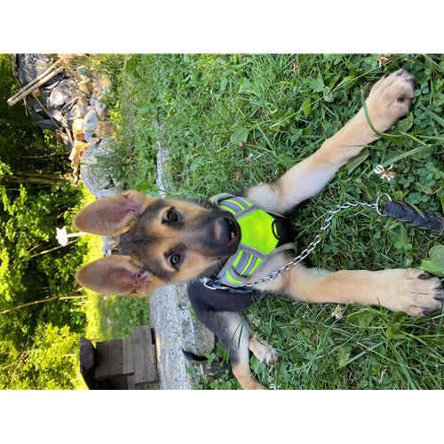 Mr.Pet spletna trgovina