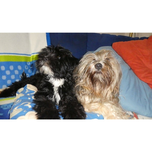Mr.Pet spletna trgovina