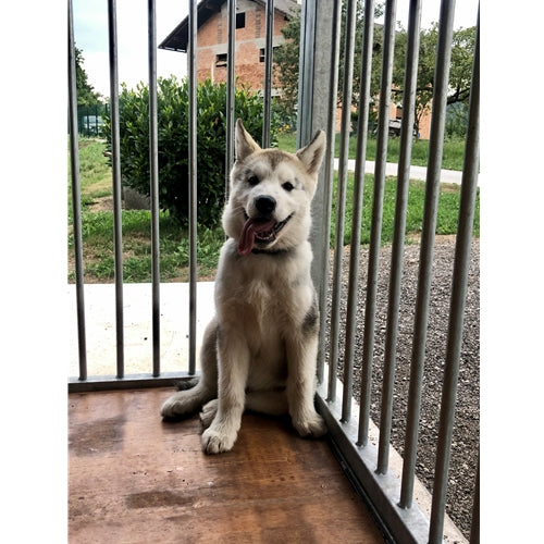 Mr.Pet spletna trgovina