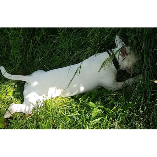 Mr.Pet spletna trgovina
