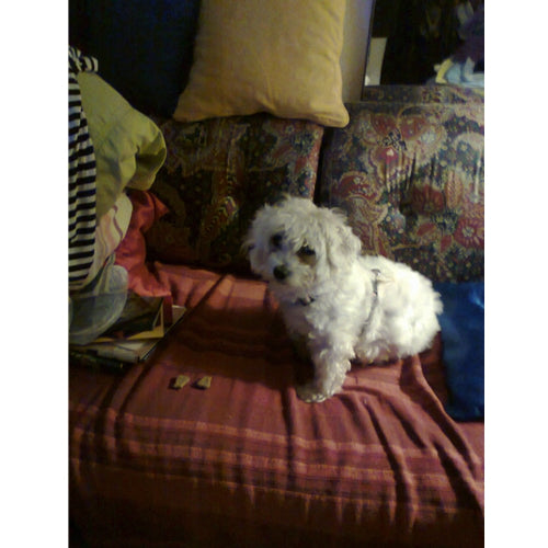 Mr.Pet spletna trgovina