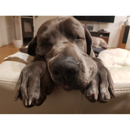Mr.Pet spletna trgovina