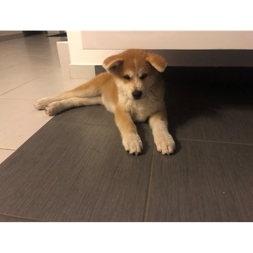 Mr.Pet spletna trgovina