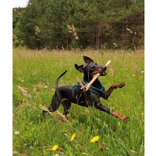 Mr.Pet spletna trgovina