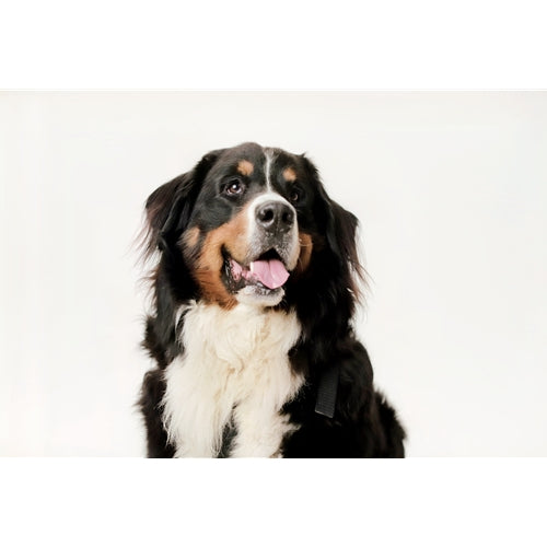 Mr.Pet spletna trgovina