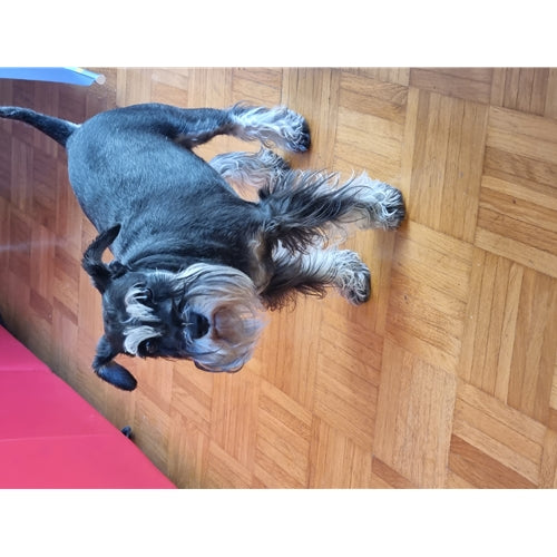 Mr.Pet spletna trgovina