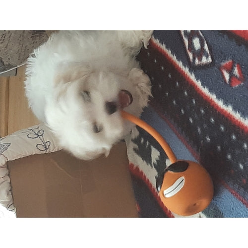 Mr.Pet spletna trgovina
