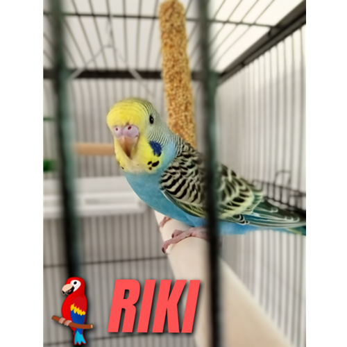 Mr.Pet spletna trgovina