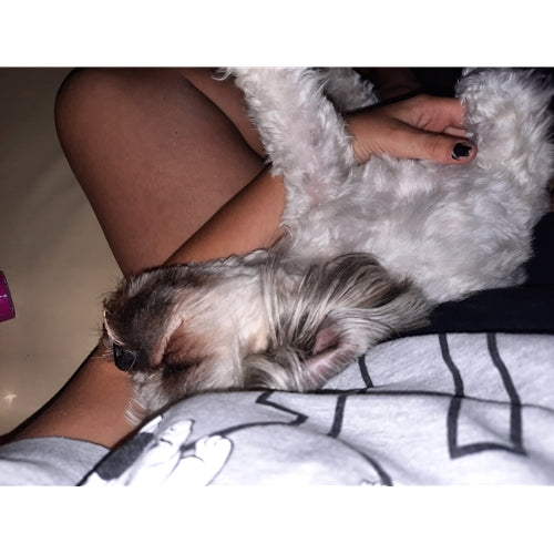 Mr.Pet spletna trgovina