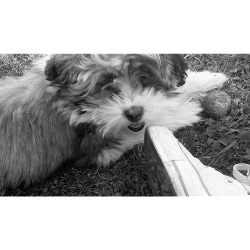 Mr.Pet spletna trgovina