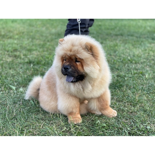 Spletna trgovina Mr.Pet