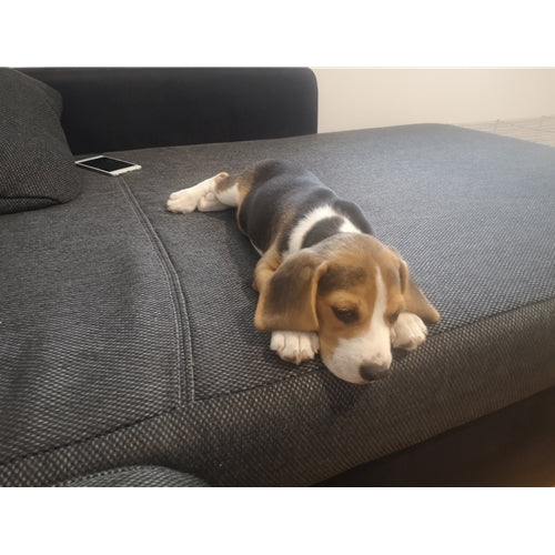 Mr.Pet spletna trgovina