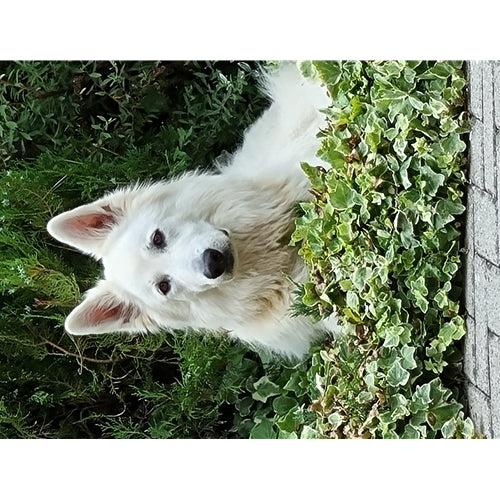 Mr.Pet spletna trgovina